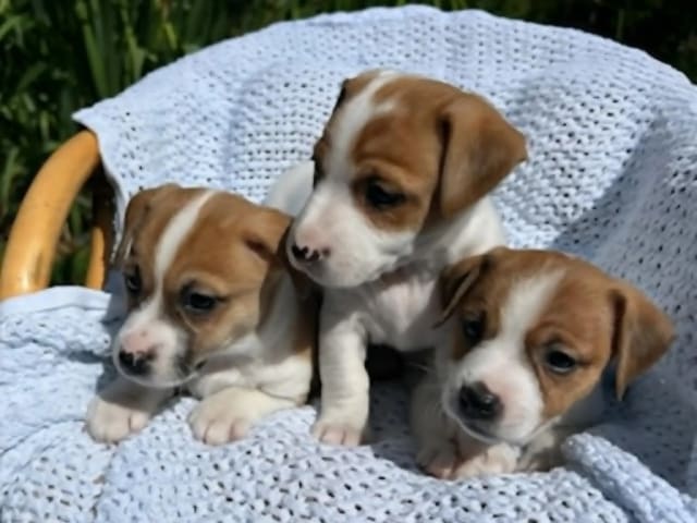 Jack Russell Terrier