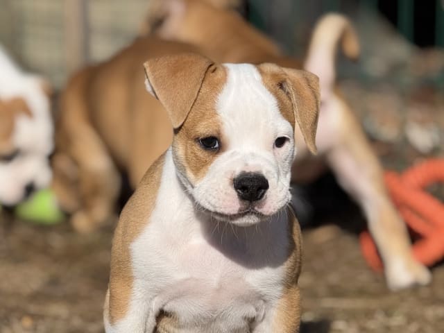 Continental Bulldog