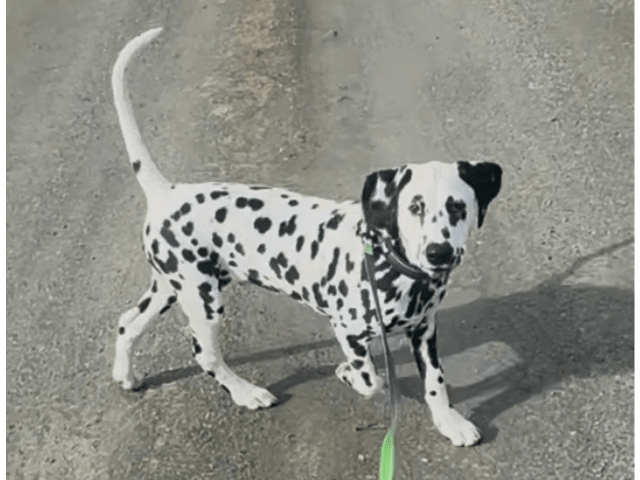 Dalmatiner · Frekhaug · Kennel Shospot
