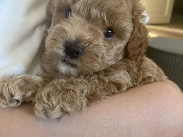 Maltipoo
