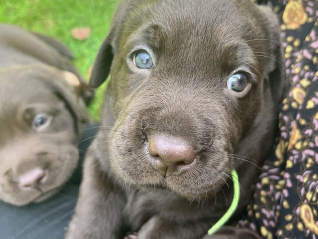 Labrador Retriever · Tørring · Katrine Regine Riis Algreen Lind, Henrik Lind