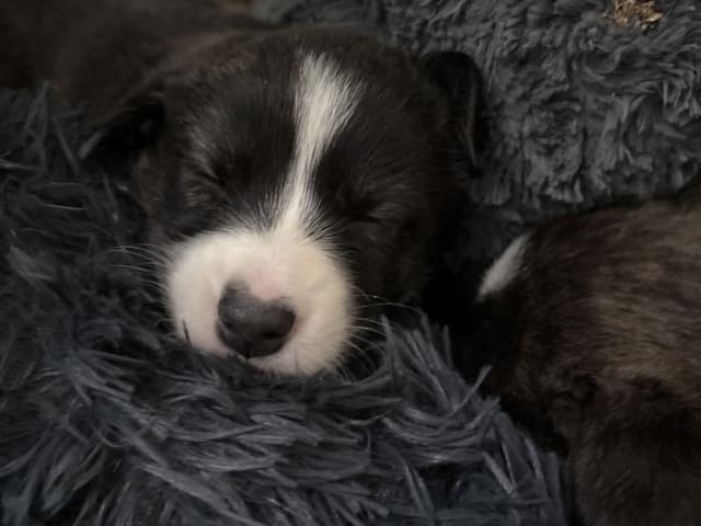 Welsh Corgi Cardigan