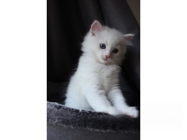 Ragdoll · Tärnsjö · SE*Rörödalens