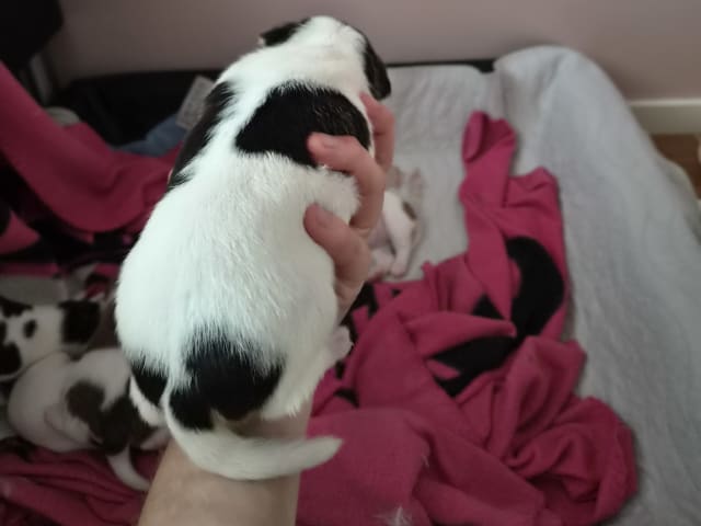 Danish Swedish Farmdog · Båstad · Marinette Santesson