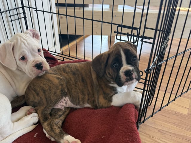 Boxer