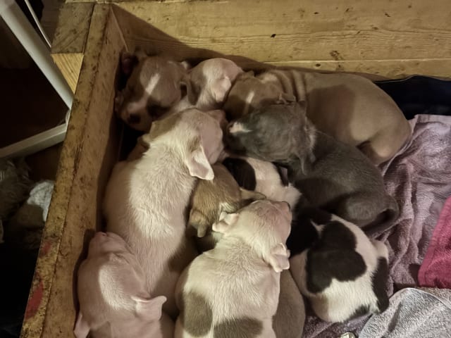 Staffordshire bull terrier