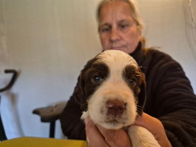 English Springer Spaniel · Hallstavik · Belgarbo's