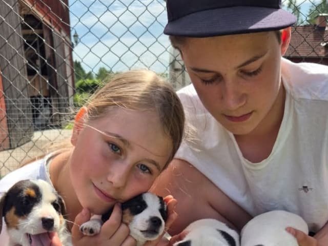 Jack russell terrier · Knivsta · Limelight Kennels