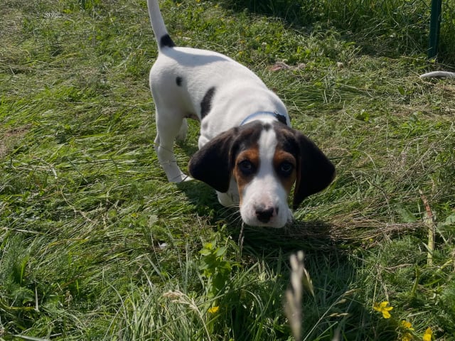 Halden Hound (Haldenstøver)