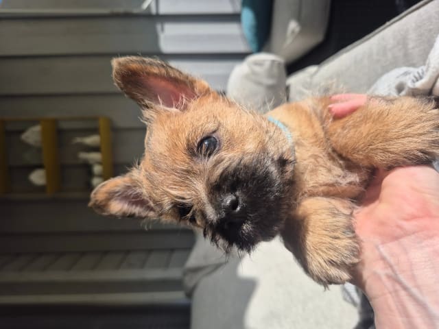 Cairn terrier · Verdal · Linn-Therese Fjeldvær Indersund