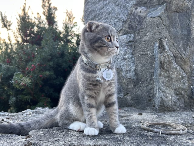 Scottish Fold