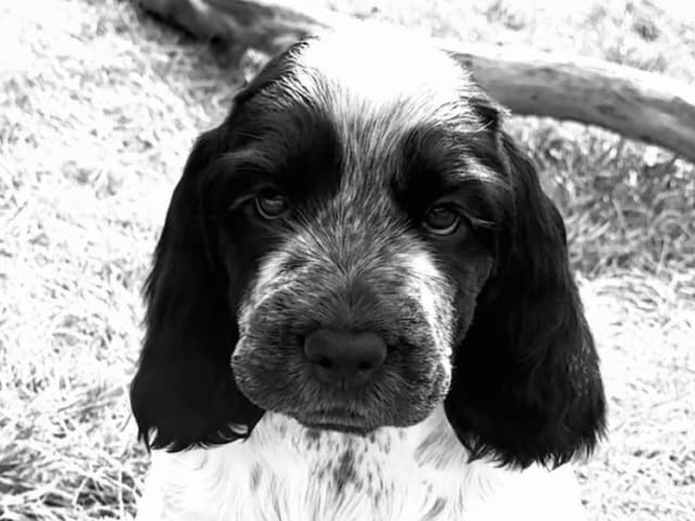 Cocker Spaniel · Nygård · Westdreams