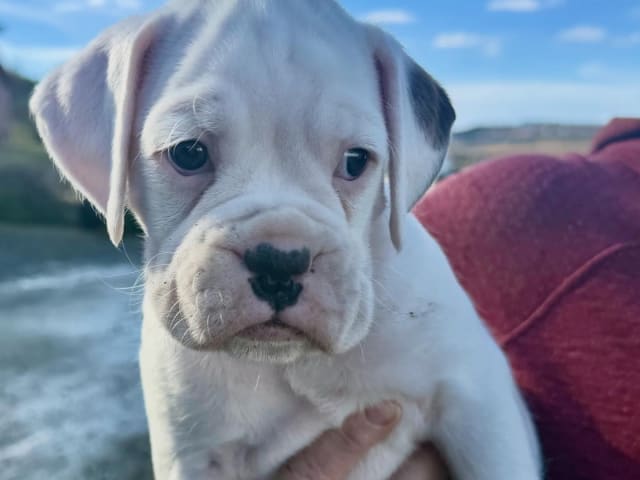 Boxer