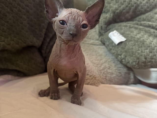 Sphynx