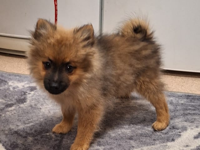 German Spitz – Mittelspitz