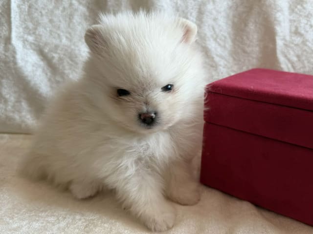 German Spitz – Kleinspitz