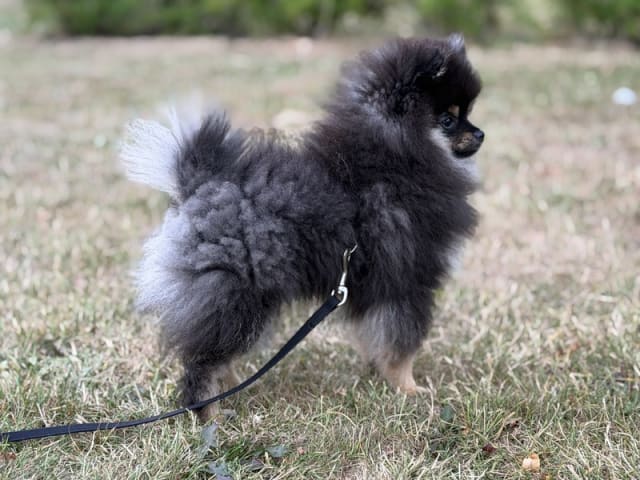 Pomeranian · Lem St · Marianne Elaine Nielsen
