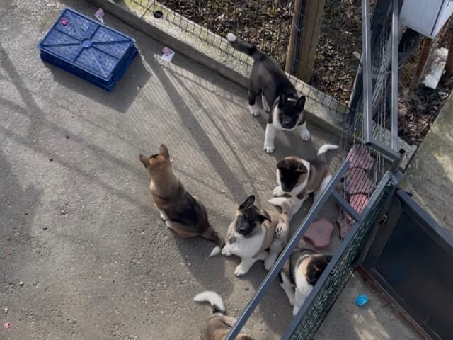 American Akita