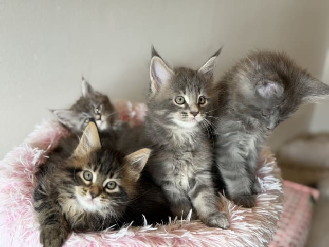 Maine Coon