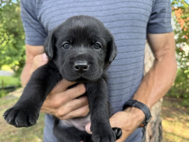 Labrador Retriever · Huddinge · Apitas Hundar