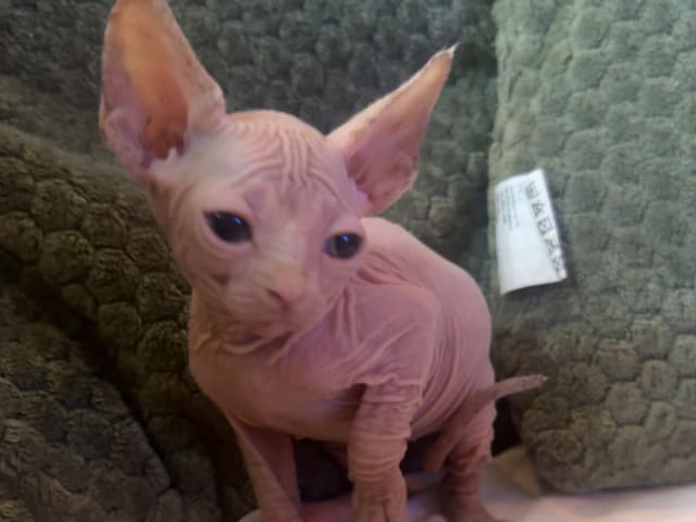 Sphynx
