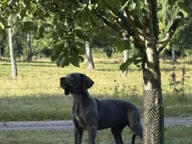 Great Dane (Grand danois)