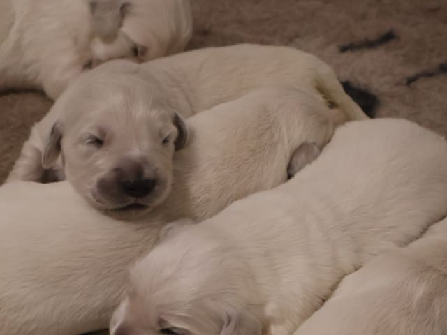 Golden retriever · Tjällmo · Ekbergarn’s  kennel