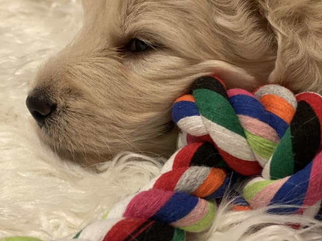 American Bernedoodle - Bernedoodle  /  Labradoodle · Hallstahammar · Smillas doodlar