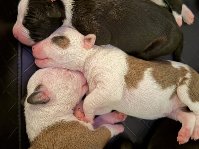 American Staffordshire Terrier