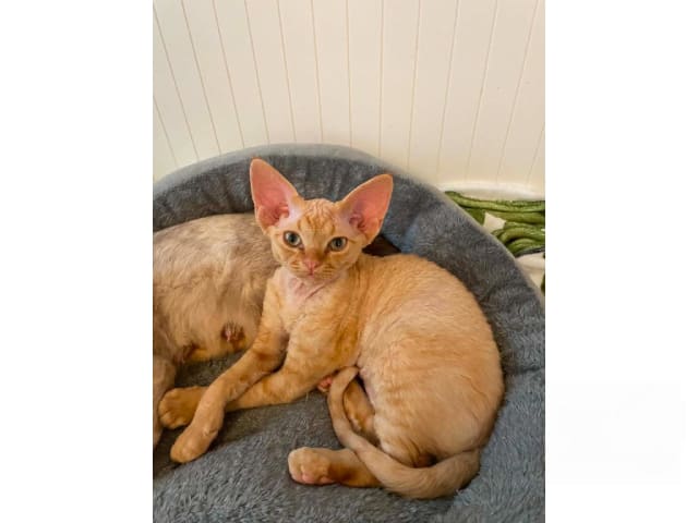 Devon Rex · Husum · S*Bonnea’s