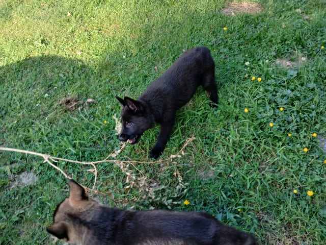 Tysk Schäferhund · Listerby · Kennel Snibor Anzi
