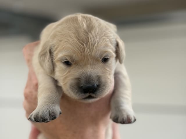 Golden Retriever