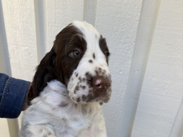 English Springer Spaniel