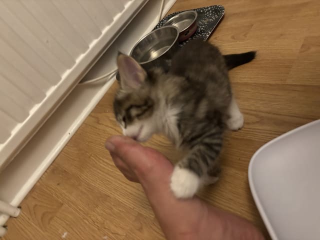 Norwegian Forest · Enköping · Lodahlshjem