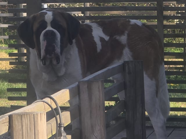 Saint Bernard