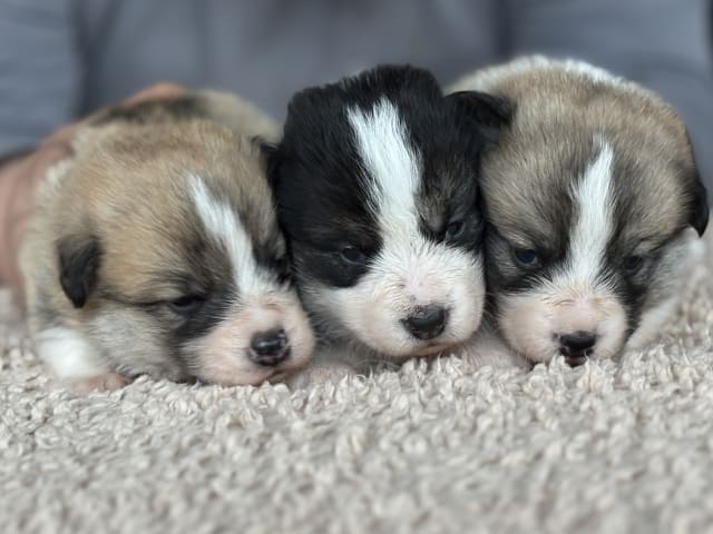 Welsh Corgi Pembroke