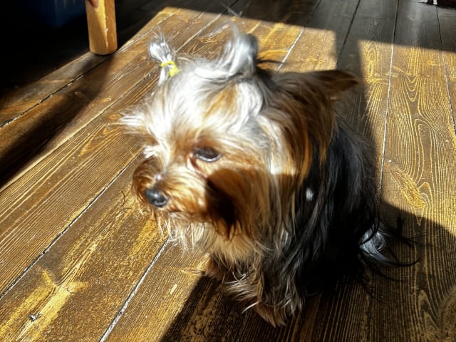 Yorkshire Terrier · Fors · Natalija N.