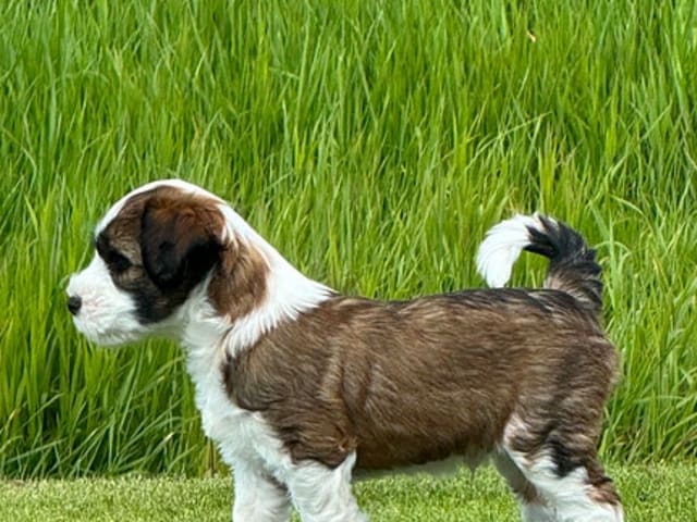 Tibetansk terrier