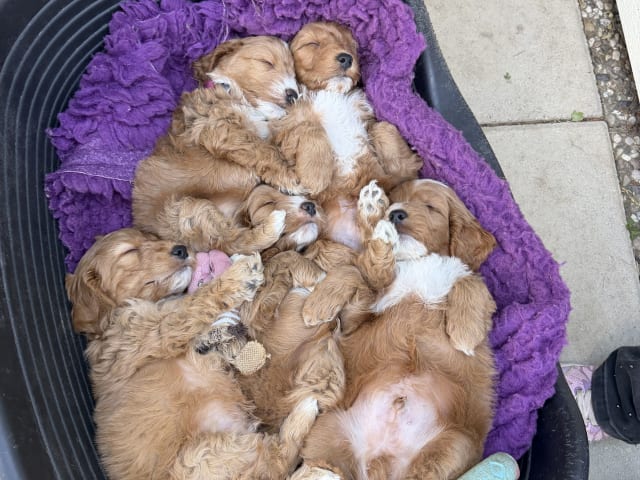 Cockerpoo · Vittinge · Cockerpoo valpar