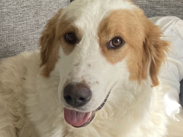 Maremma Abruzzese Sheepdog · Julita · Henrik E.