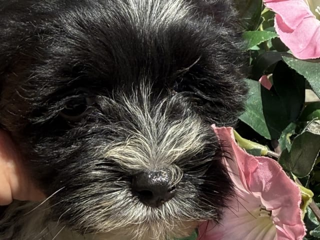 Havanese