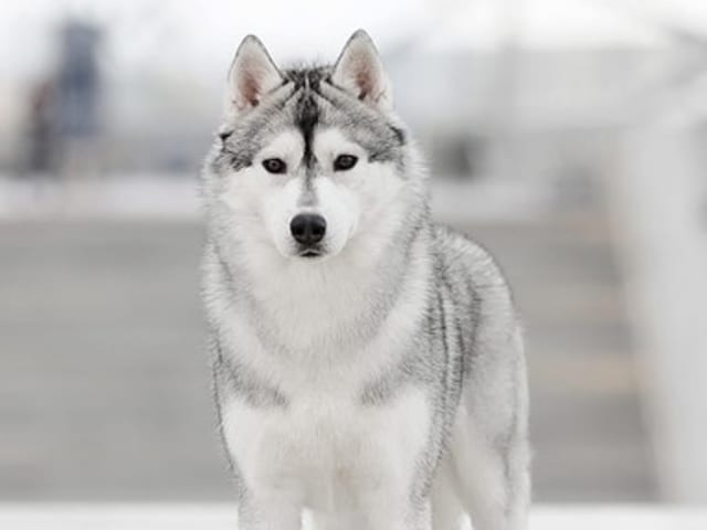 Siberian Husky