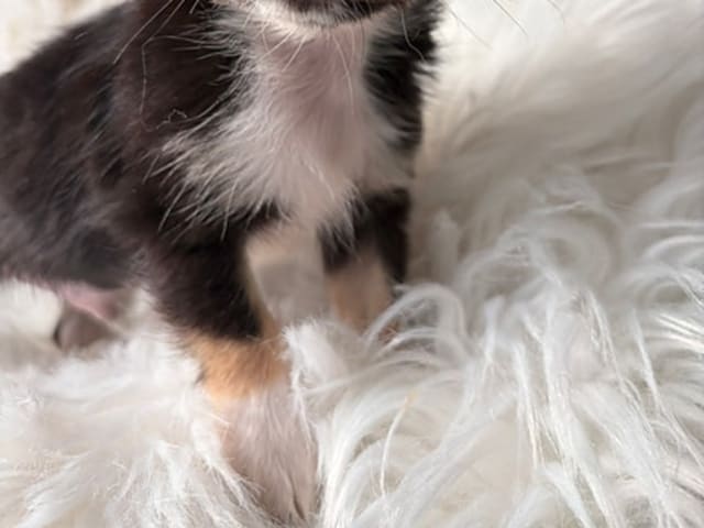 Chihuahua