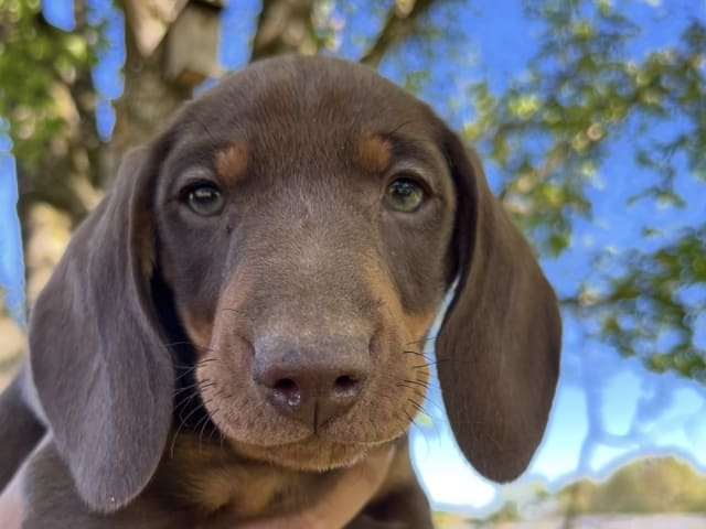 Dachshund