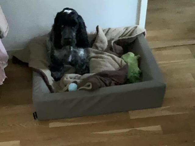 Cocker Spaniel · Kristianstad · Jeanette N.