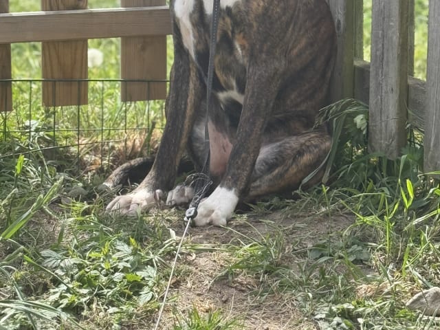 Boxer