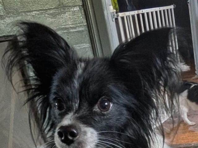 Papillon