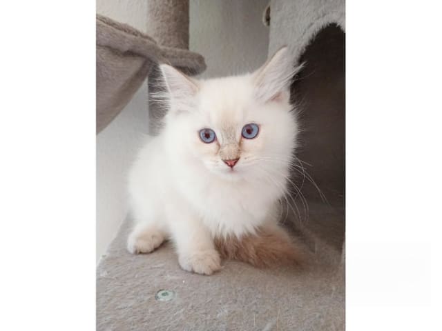 Ragdoll · Strömsnäsbruk · SE*Borgabyns