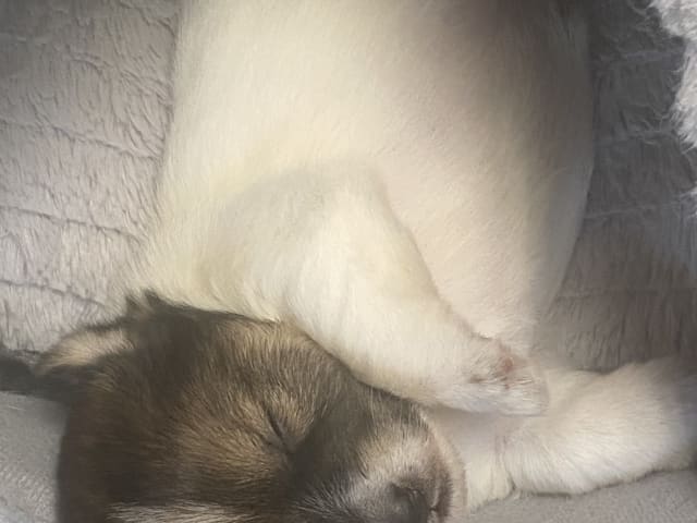 Jack russell terrier · Varberg · Kennel Beldio’s
