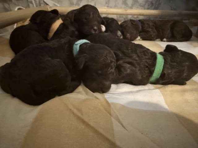 Lagotto romagnolo